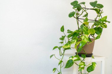 Altın Pothos bitkisi veya Şeytan Sarmaşığı bitkisi veya plastik saksıda Sirih Gading (Epipremnum aurum). Yeşil, sarı renk mermer desenli. İç mimari.