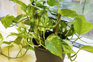 Altın Pothos bitkisi veya Şeytan Sarmaşığı bitkisi veya plastik saksıda Sirih Gading (Epipremnum aurum). Yeşil, sarı renk mermer desenli. İç mimari.