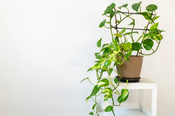 Altın Pothos bitkisi veya Şeytan Sarmaşığı bitkisi veya plastik saksıda Sirih Gading (Epipremnum aurum). Yeşil, sarı renk mermer desenli. İç mimari.