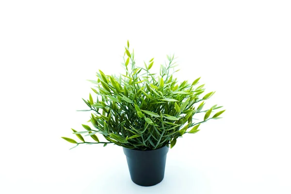 stock image An artificial Baby Bamboo plant in black flowerpot. Side view. Isolated on white background with copy space.