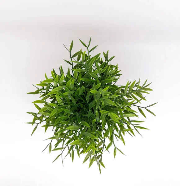 Ansicht Einer Künstlichen Baby Bambus Pflanze Isoliert Auf Weißem Hintergrund — Stockfoto