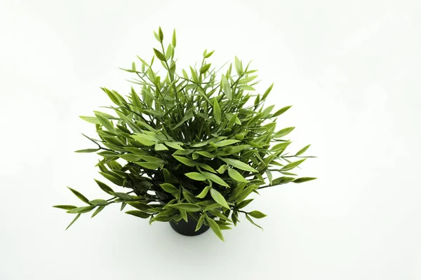 stock image An artificial Baby Bamboo plant in black flowerpot. Top view. Isolated on white background with copy space.