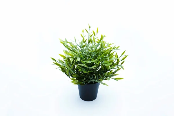 Artificial Baby Bamboo Plant Black Flowerpot Side View Isolated White Stock Photo