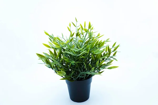 Stock image An artificial Baby Bamboo plant in black flowerpot. Side view. Isolated on white background with copy space.