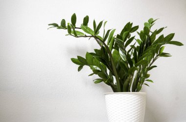 Beyaz saksıda Zamioculcas bitkisi, Zanzibar mücevheri olarak da bilinen bu bitki. Evinizi ve ofisinizi dekore etmek için uygun..