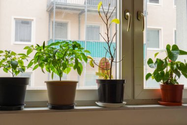 Pencerede çeşitli bitkiler var. Ev bahçıvanlığı, yeşillik, bitkilerle iç tasarım, hobi konsepti.