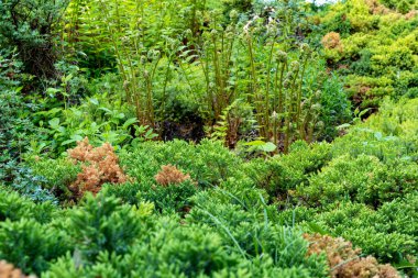 Baharda bir şehir parkındaki çalılar ve çalılar. Peyzaj arkaplanı ve duvar kağıdı.