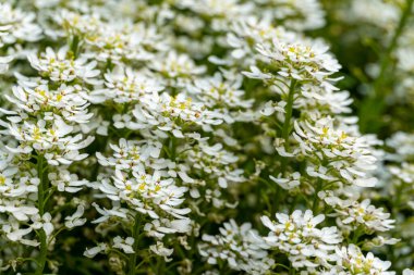 Beyaz çiçekli şekerleme çiçekleri. Bahar aylarında büyüyen güzel beyaz çiçekler. İberis çiçeği çiçek açmış. Çiçek arkaplan ve duvar kağıdı.
