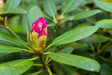 Güzel pembe Rhododendron tomurcuğu. Seçici odaklanma. Çiçek arkaplan ve duvar kağıdı.
