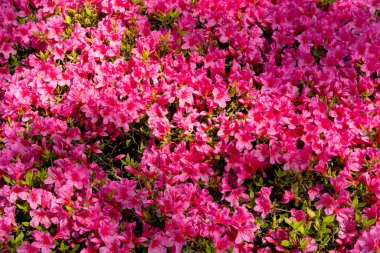 Pembe açelya çiçekleri çiçek açmış. Bahar aylarında büyüyen güzel koyu pembe çiçekler. Rododendron çiçeği çiçek açmış. Çiçek arkaplan ve duvar kağıdı.