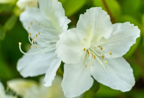 stock image Close-up view of white azalea flower in full bloom. Selective focus. Floral background and wallpaper.