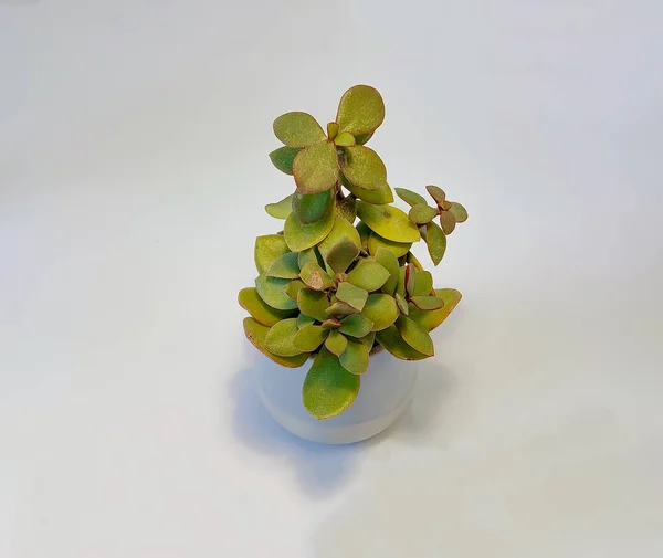 Huisplant Geldboom Jade Plant Crassula Ovata Witte Pot Geïsoleerd Witte — Stockfoto