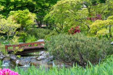 Bahar zamanı Japon tarzı güzel bir botanik bahçesi. Setagaya Japon bahçesi. Peyzaj arkaplanı ve duvar kağıdı.