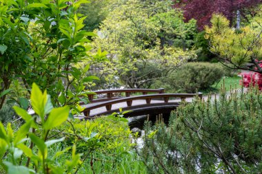 Bahar zamanı Japon tarzı güzel bir botanik bahçesi. Setagaya Japon bahçesi. Peyzaj arkaplanı ve duvar kağıdı.