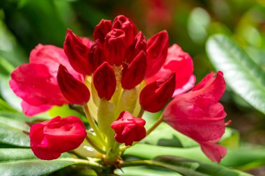 Çiçek açan kırmızı Rhododendron çiçeğinin yakın plan görüntüsü. Seçici odaklanma. Çiçek arkaplan ve duvar kağıdı.