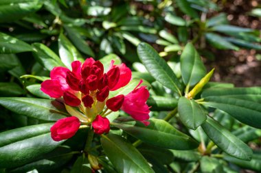 Çiçek açan kırmızı Rhododendron çiçeğinin yakın plan görüntüsü. Seçici odaklanma. Çiçek arkaplan ve duvar kağıdı.