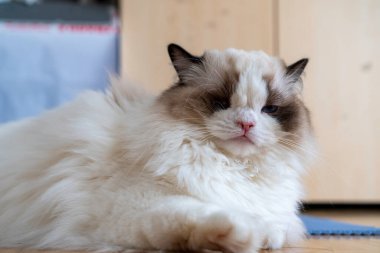 Bir gözü tüylü, bembeyaz, safkan, mavi gözlü Ragdoll kedisi yerde yatıp bir yerlere bakıyor..
