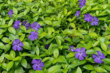 Mor Periwinkle çiçekleri çiçek açmış. Bahar aylarında büyüyen güzel mor çiçekler. Çiçekli Vinca minör çiçek çalısı. Çiçek arkaplan ve duvar kağıdı.