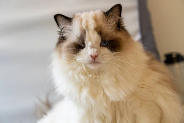 Bir gözü kabarık, bembeyaz, bembeyaz, mavi gözlü Ragdoll kedisi yerde oturmuş bir yerlere bakıyor..