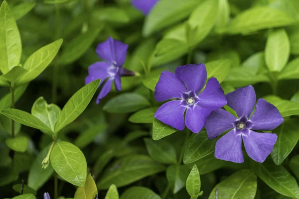 stock image Close-up view of purple Periwinkle (Vinca minor) flowers in bloom. Selective focus. Floral background and wallpaper.