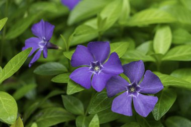 Çiçek açan mor Periwinkle (Vinca minor) çiçeklerinin yakın plan görüntüsü. Seçici odaklanma. Çiçek arkaplan ve duvar kağıdı.