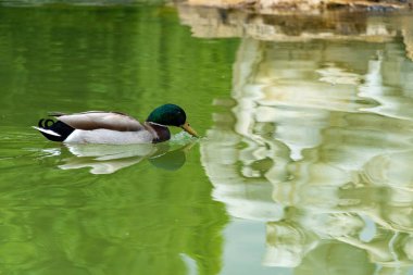 Mallard ördeği yiyecek ararken yeşil suyla birlikte şehir parkında yüzüyor..