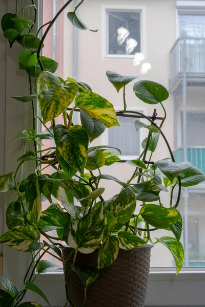 Altın Pothos bitkisi veya Şeytan Sarmaşığı bitkisi veya plastik saksıda Sirih Gading (Epipremnum aurum). Yeşil, sarı renk mermer desenli. İç mimari.