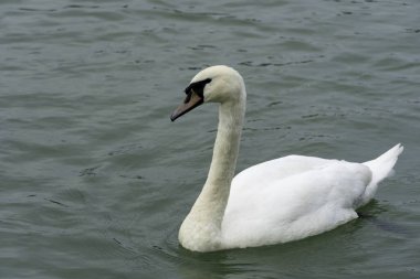 Beyaz Dilsiz Kuğu (Cygnus olor) yazın Tuna Nehri 'nde yüzer..
