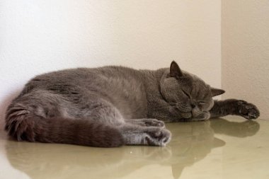 Genç gri İngiliz Shorthair kedisi çalışma masasında uyuyor..