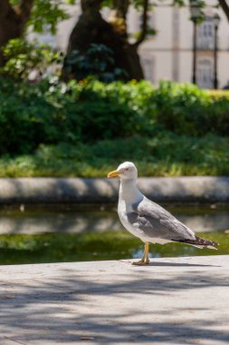 Portekiz 'in Porto şehrinde yaz boyunca halka açık bir parkta sarı bacaklı martı (Larus michahellis).