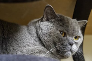 Genç, gri İngiliz Shorthair kedisinin yakından görüntüsü. Sandalyeye uzanmış, bir yerlere bakıyor..