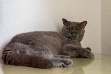 Sarı gözlü, genç, gri İngiliz Shorthair kedisi çalışma masasında bir yerlere bakıyor..