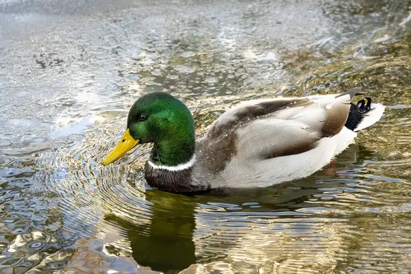 Bir Mallard ördeği buz gibi kış sularında yüzer. Yan görünüm, yakın plan.