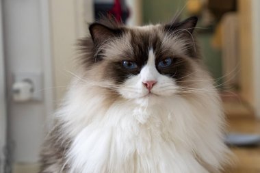 Genç, tüylü, tüylü, bembeyaz, mavi gözlü, yerde oturmuş kameraya bakan Ragdoll kedisinin yakın plan yüzü..