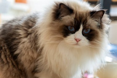 Genç, tüylü, tüylü, beyaz, safkan, mavi gözlü Ragdoll kedisinin yakından çekilmiş yüzü kameraya bakıyor..