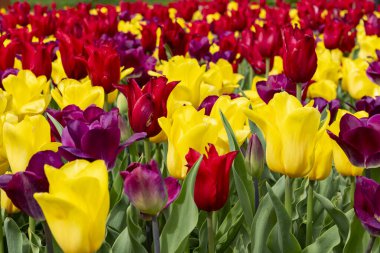 Kamu parkında bahar zamanı açan renkli laleler. Çiçek arkaplan ve duvar kağıdı.