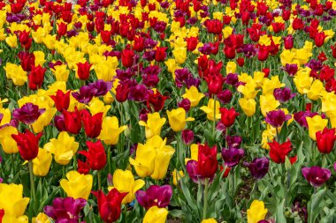 Kamu parkında bahar zamanı açan renkli laleler. Çiçek arkaplan ve duvar kağıdı.