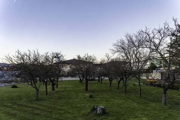 Kışın erken saatlerinde sakin bir meyve bahçesinde çıplak ağaçlar yeşil çimenler ve açık mavi gökyüzü, huzurlu bir banliyö manzarası sergiliyor..
