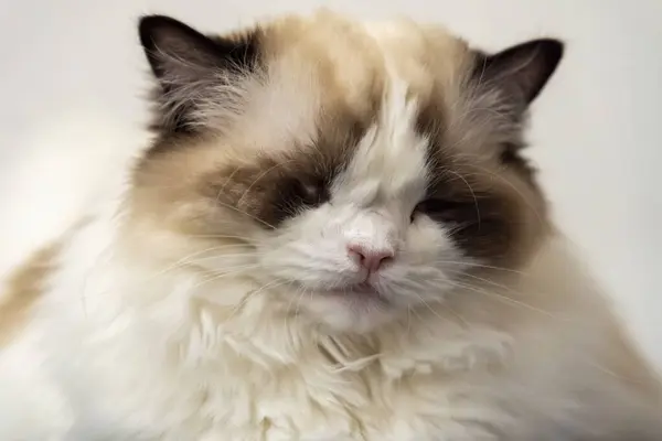 Tek gözlü beyaz bir bez bebeğin uykulu yüzüne yaklaş..