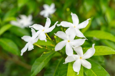 Taze beyaz fırıldak çiçeklerine (tabernaemontana divaricata) yakın plan, doğal ışık arka planında canlı yeşil bir yaprak üzerine çiğ damlaları serpiştirilmiş.