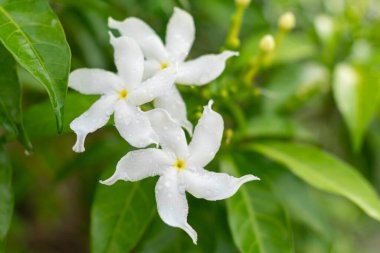 Çiy damlaları ile narin beyaz fırıldak yasemin çiçekleri, canlı yeşil yapraklara karşı dizilmiş, taze ve doğal bir bahçede yakalandı.