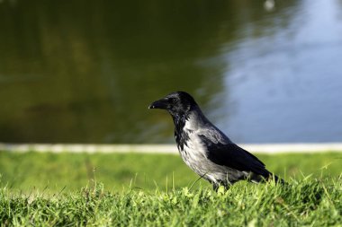 Kapüşonlu bir karga (Corvus cornix) durgun bir su kütlesinin yanında yemyeşil çimlerin üzerinde duruyor, parlak doğal gün ışığında yakalandı.