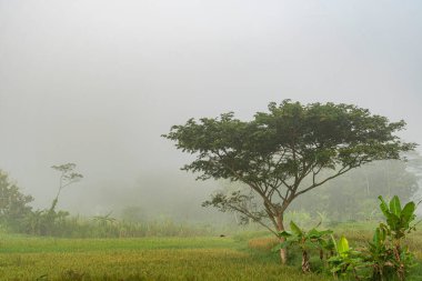 Kırsal bir bölgede sabahın erken saatlerinde sisli yeşil bir alanda tropikal ağaç ve muz bitkileri.