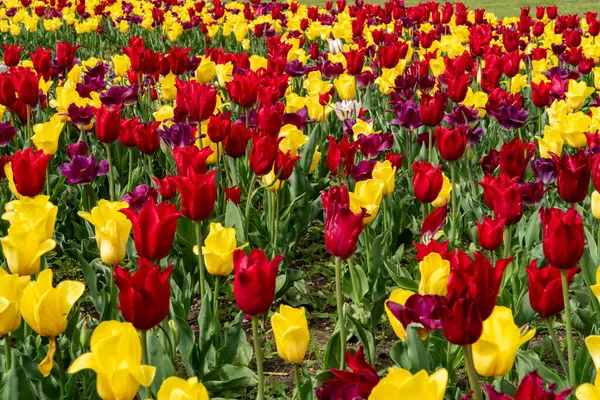 Kamu parkında bahar zamanı açan renkli laleler. Çiçek arkaplan ve duvar kağıdı.