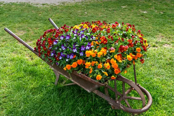 Kırsal bir metal el arabasında açan renkli nonoş çiçekleri bahçe ekicisi olarak kullanılıyor, açık havada yemyeşil çimlere yerleştiriliyor..