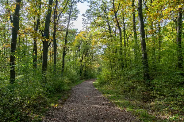 Sonbaharın başlarında ağaçlar ve yemyeşil yapraklarla çevrili orman yolu. Güneş ışığı tepe örtüsünün içinden süzülüyor. Huzurlu orman yolu yürüyüş ve doğa yürüyüşleri için ideal..