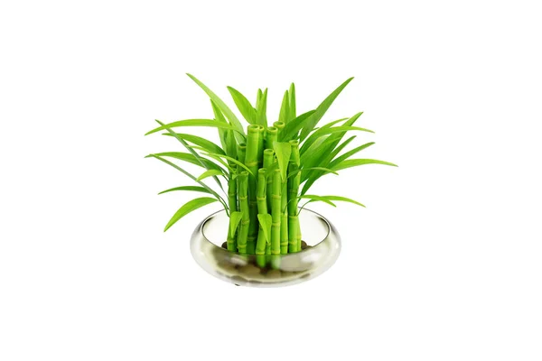 Lucky Bamboo Indoor Plant Illustration — Photo