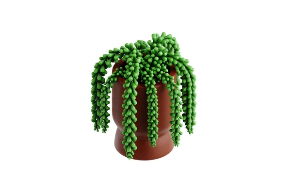 ドンキーテール成功した屋内植物3Dイラスト — ストック写真