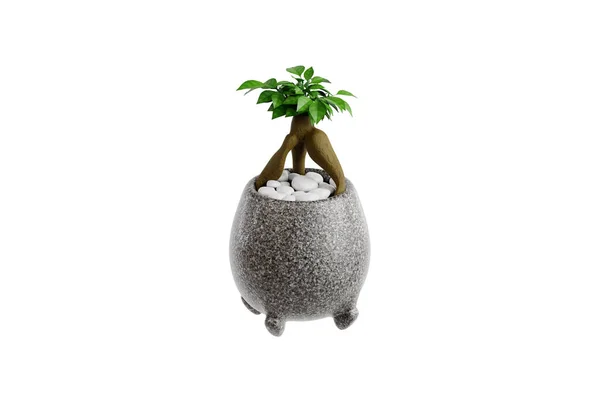 Illustrazione Miniatura Bonsai Indoor Plant — Foto Stock