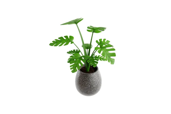Tropical Monstera Leaves Indoor Plant Иллюстрация — стоковое фото